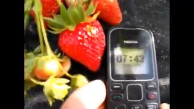 Почему Мурано считается лучшим сортом клубники 2019 года. смотреть онлайн