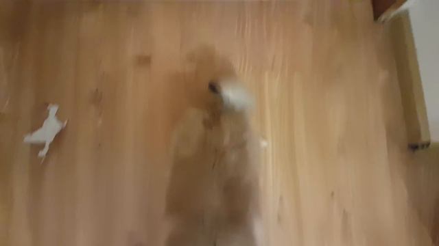 ЧТО ТО ПОШЛО НЕ ТАК, Смешной щенок АЛИСА просит прощения смотреть онлайн