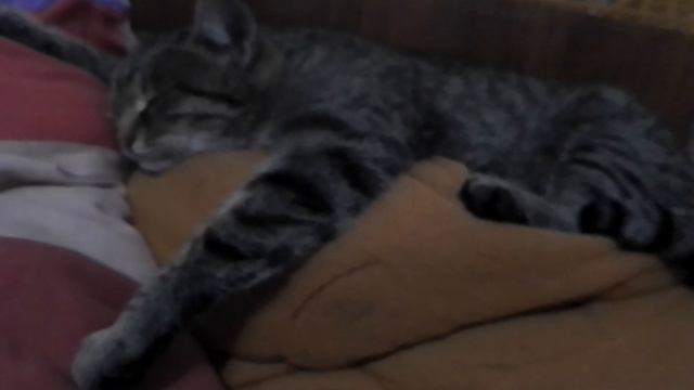 кошка спит во сне смотреть онлайн