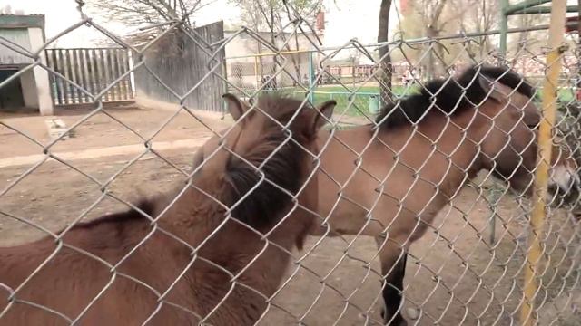 Фестиваль воздушных шаров ✪ Зоопарк ✪ Шымкент смотреть онлайн