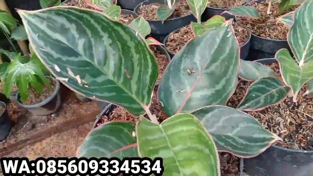 HARGA AGLONEMA TURUN|| OBRAL SULTAN BRUNEI DAN PAKET MLETRE смотреть онлайн