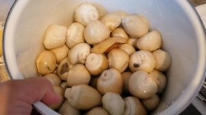 Гриб Весёлка, собираем, готовим , пробуем.