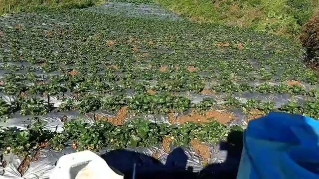 Gray mold & Leaf Spot in Strawberry: Prevention & Cure смотреть онлайн