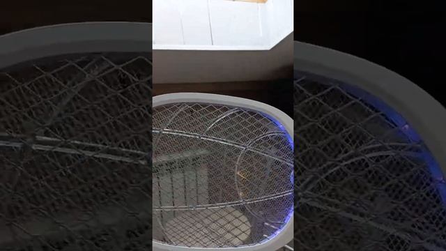 Адлер. ловим муху электрической мухоловкой. смотреть онлайн