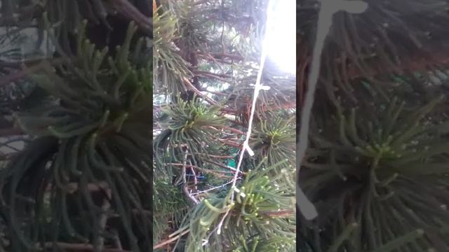 Необычная ель в парке Горького во Вьетнаме смотреть онлайн