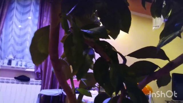 формирование 🍋 лимонных саженецев смотреть онлайн