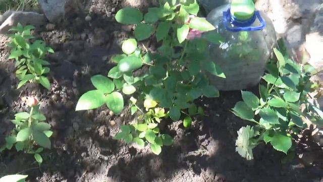 РОЗЫ--"Эбб Тайд",Тесс оф зе д'Эбервиль","Квин оф Свиден" и мой сад. смотреть онлайн