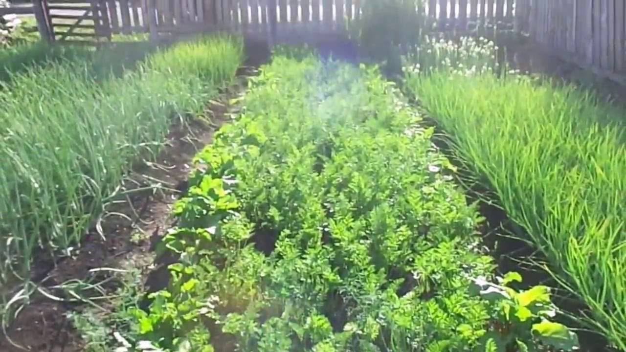 Морковь - Выращивание и Уход на Своем Приусадебном Участке. смотреть онлайн