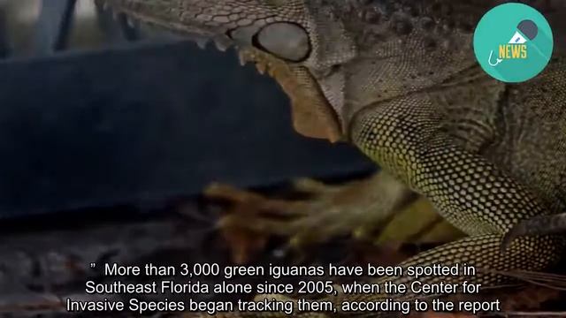 Florida authorities beg locals to slaughter invading iguanas смотреть онлайн