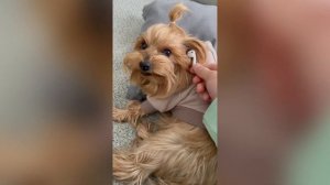 Смешная Озвучка Микки Пикки | Злой Пёс