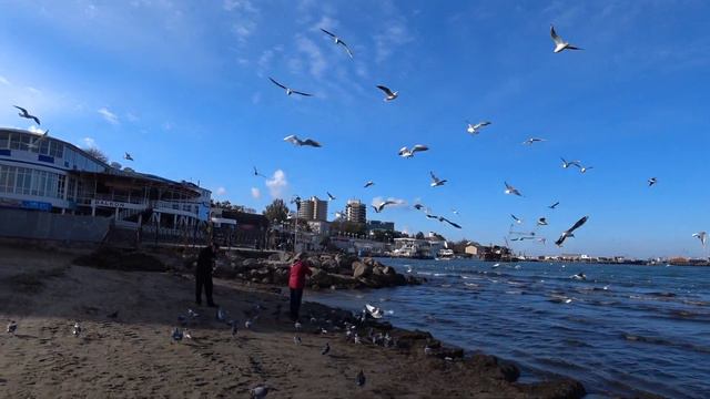 25 ноября, море, чайки ! смотреть онлайн