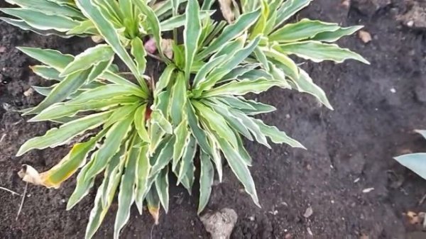 #hosta #хоста / Ризоматозная хоста Стилетто (лат. hosta Stiletto). Отличное почвопокровное растение