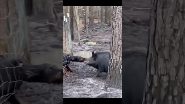 ХВХАХВХХВХВХВХАХАХ смотреть онлайн