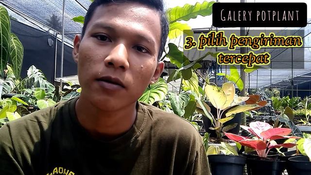 Tips membeli tanaman aglonema online - AGLAONEMA смотреть онлайн