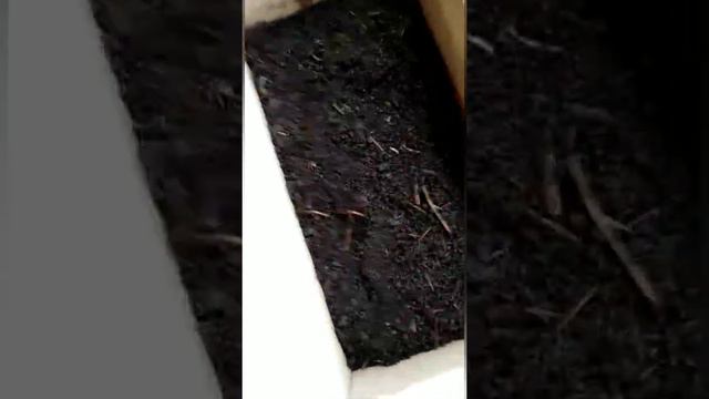 Вермиферма. Новая бизнес идея. Часть 1 смотреть онлайн