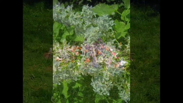 Минский ботанический сад - время цветения сирени