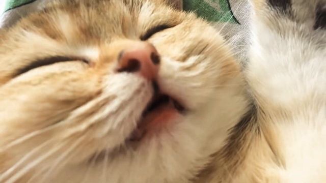 Что случилось с кошкой ?! Шотландский котёнок Золотая Шиншилла спит с открытым ртом !!! Мимими смотреть онлайн