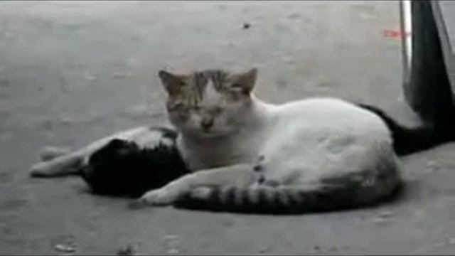 кошачье горе смотреть онлайн