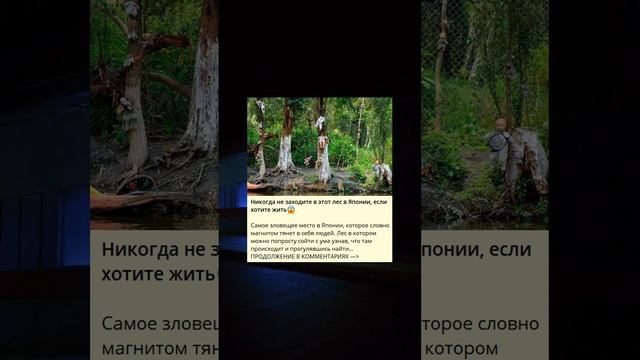 Лучше не заходите в этот японский лес, если хотите остаться в живых ? смотреть онлайн