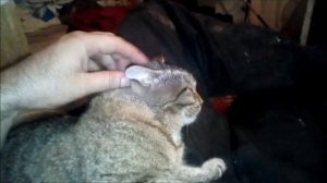 клещи на кошке!где находяться и как их вытащить!