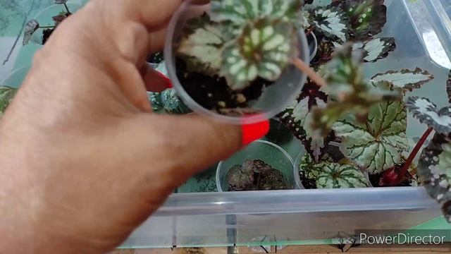 Излишки декоративнолиственной бегонии на 8 июня 2023г. смотреть онлайн