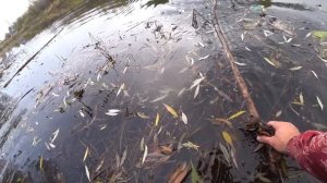 Ловля ЩУКИ на ЖИВЦА с берега! Рыбалка в октябре 2022!