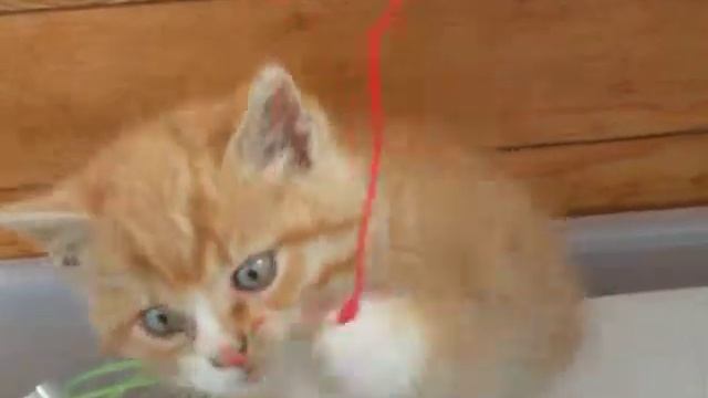 Рыжий котенок в добрые руки смотреть онлайн
