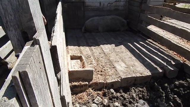 В ГОСТЯХ У ФЕРМЕРОВ. БИО-ФЕРМА МАНГАЛИЦА смотреть онлайн