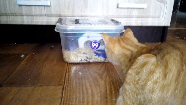 Кот охотится за хомяком /The cat is hunting for a hamster 貓 смотреть онлайн