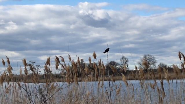 Bird Watching at Meadows Lake, Flushing Meadows-Corona Park, NY 2020 Egret, Red-winged Blackbird смотреть онлайн