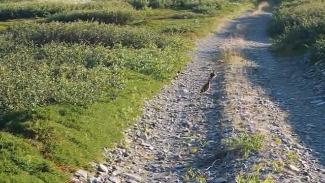 Куропатки с выводком птенцов на Рыбачьем смотреть онлайн