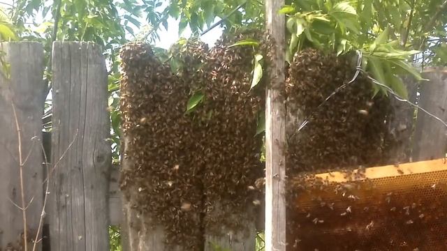 Как же снять рой с забора? смотреть онлайн