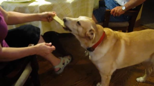 Chloe Louise Magnolia Taylor - The Amazing Corn Eating Dog смотреть онлайн