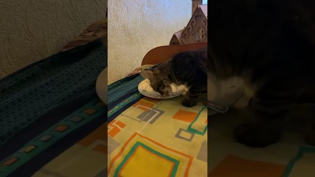Посудомоечная машина не нужна смотреть онлайн
