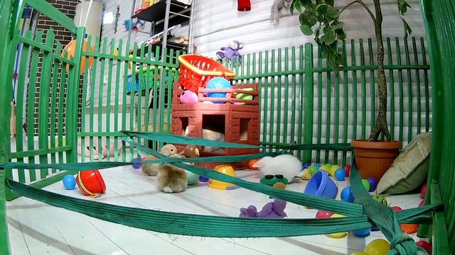 РЕАКЦИЯ КРОЛИКА НА СОБСТВЕННЫХ ДЕТЕЙ В ЛАБИРИНТЕ ДЛЯ ЖИВОТНЫХ/ Галчата тв