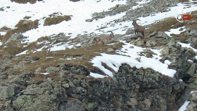 Трофейная горная охота на кубанского тура на Кавказе с карабином Mannlicher в калибре 300 win mag смотреть онлайн