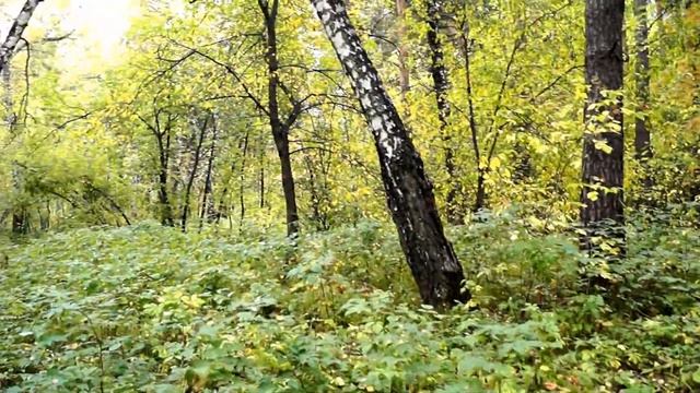 ✿Живые звуки леса.Пение птиц в осеннем лесу. Новосибирск смотреть онлайн