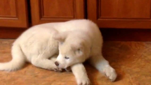 Акита ину белая..Хаким) смотреть онлайн