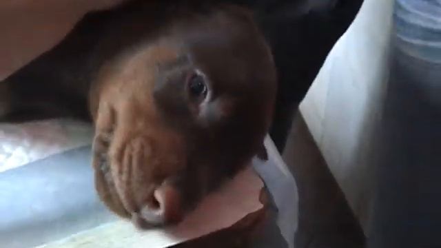 Клеймение Сократа десантуры и тонкости татуажа смотреть онлайн