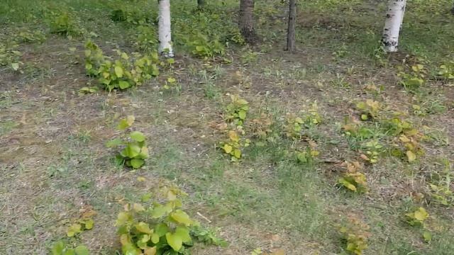 Берегитесь "баобабов" на дачном участке! смотреть онлайн