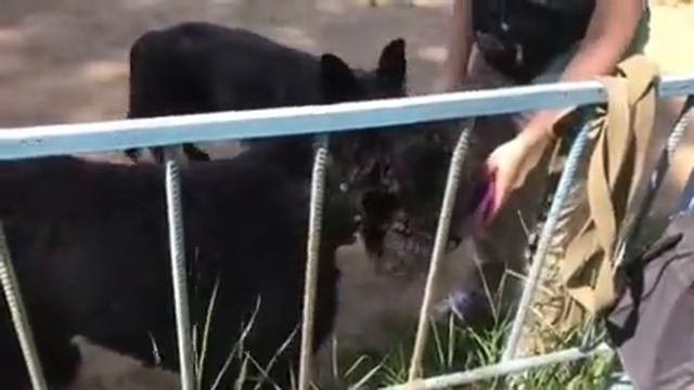 Черный русский терьер Онри смотреть онлайн