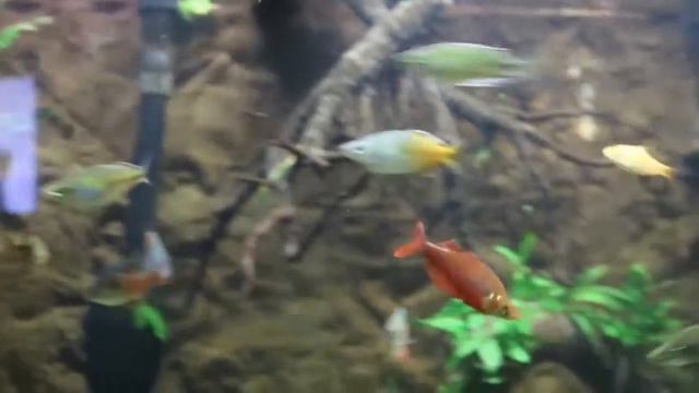 Глоссолепис красный ( Glossolepis incises ) смотреть онлайн