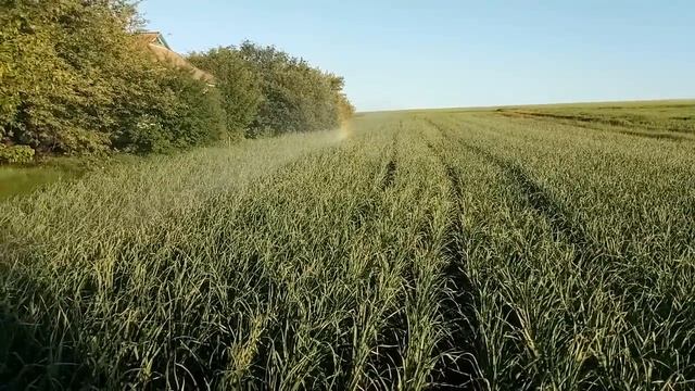 Полив туманом. Нюансы. Какие работы проводились за прошедшие дни. смотреть онлайн