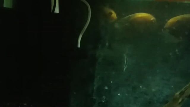 Растения в аквариуме с Цихлидами ( 2 ) И Кое-что о белезни Северумов смотреть онлайн