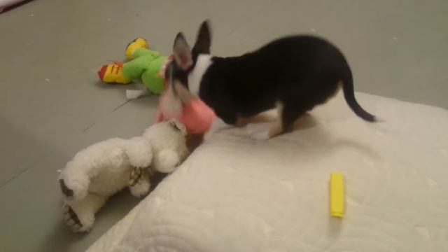 Чихуахуа Ева смотреть онлайн