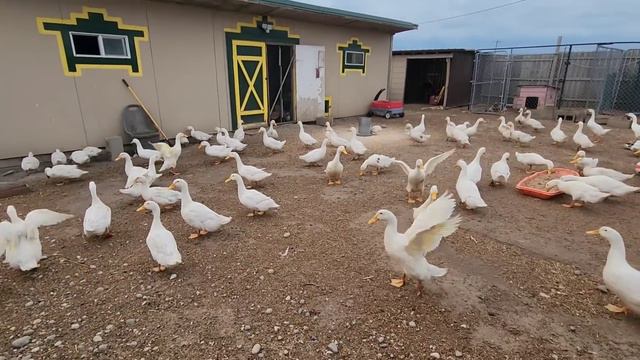 СЕЛЬЧАНКА В АМЕРИКЕ смотреть онлайн