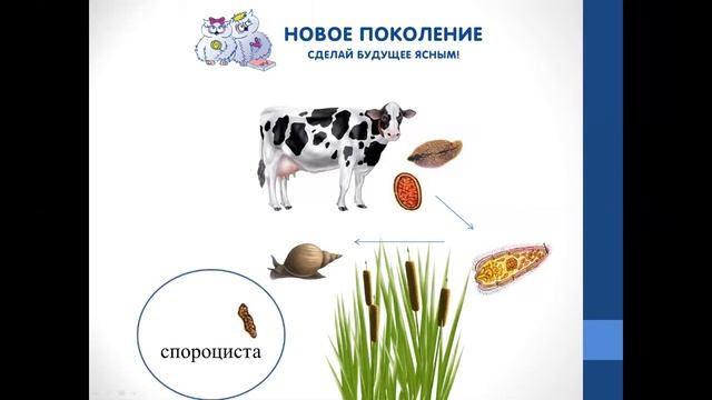 Биология. Объяснение темы "Жизненный цикл печёночного сосальщика" смотреть онлайн