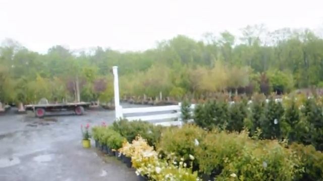 Flowering Trees and Shrubs For Landscaping смотреть онлайн