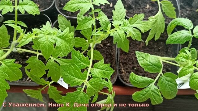 ДАЖЕ САМАЯ ХИЛАЯ РАССАДА СТАНЕТ КРЕПКОЙ БЛЕДНЫЕ ЛИСТЬЯ ПОЗЕЛЕНЕЮТ! ВСЕГО ОДНО ОПРЫСКИВАНИЕ РАССАДЫ смотреть онлайн