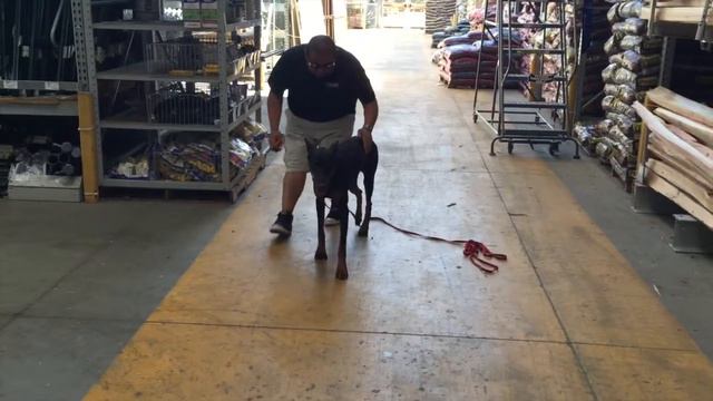 Impressive transformation of 8-month old Doberman, Izen! Doberman dog trainers in Colorado. смотреть онлайн
